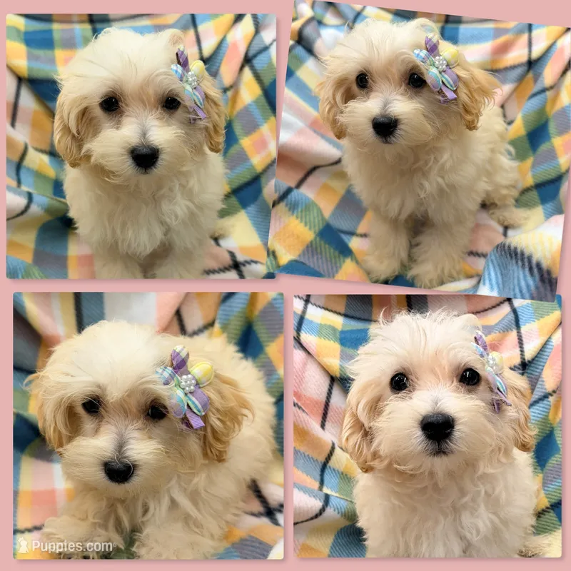 AKC Vickie's TCUP Female – Maltipoo puppy for sale in Xenia, IL