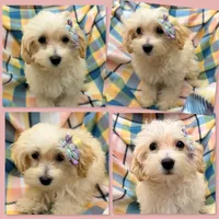 AKC Vickie's TCUP Female, a female Maltipoo for sale in Xenia, IL – 1 of 1