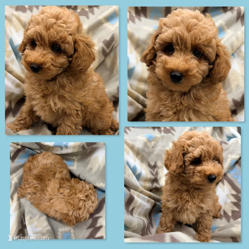 AKC Maya's Male #5 – Poodle - Toy  puppy for sale in Xenia, IL