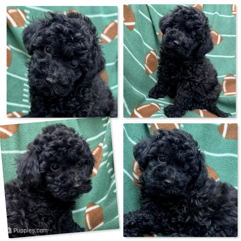 AKC Tiddle's Male #3 – Poodle - Toy  puppy for sale in Xenia, IL