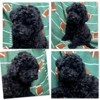 AKC Tiddle's Male #3, a male Poodle - Toy  for sale in Xenia, IL – 1 of 1