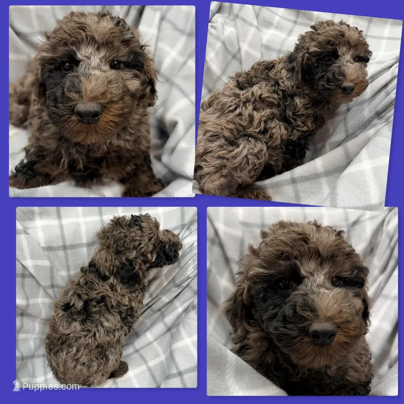 AKC Cinni's Black/Silver Merle Male #1