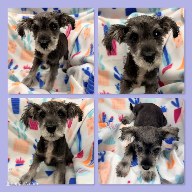 AKC Margaret's Tiny Female – Miniature Schnauzer puppy for sale in Xenia, IL
