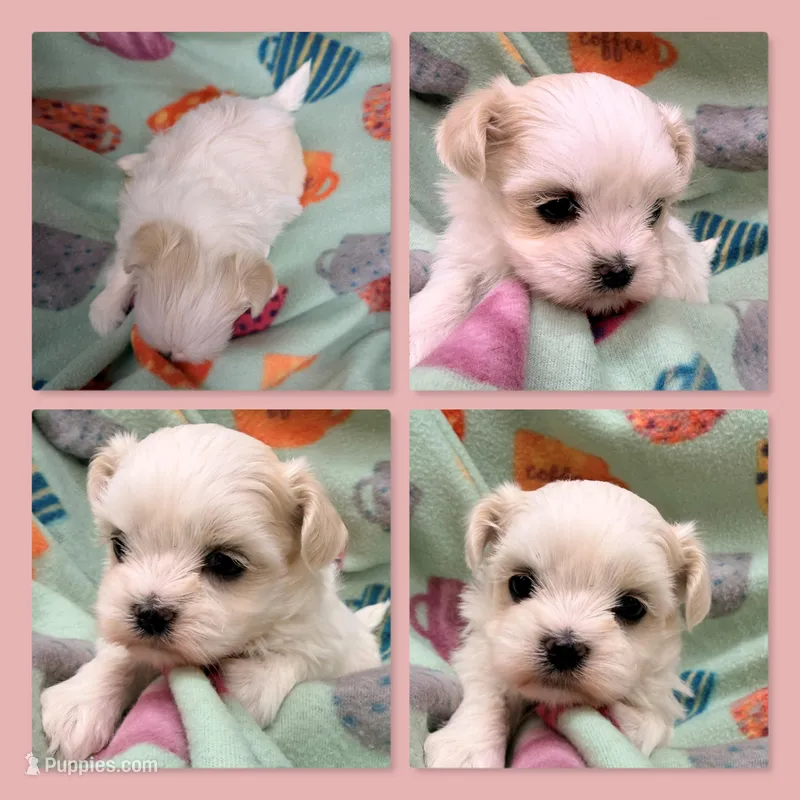 AKC Moria's Female #2 – Mal Shi puppy for sale in Xenia, IL