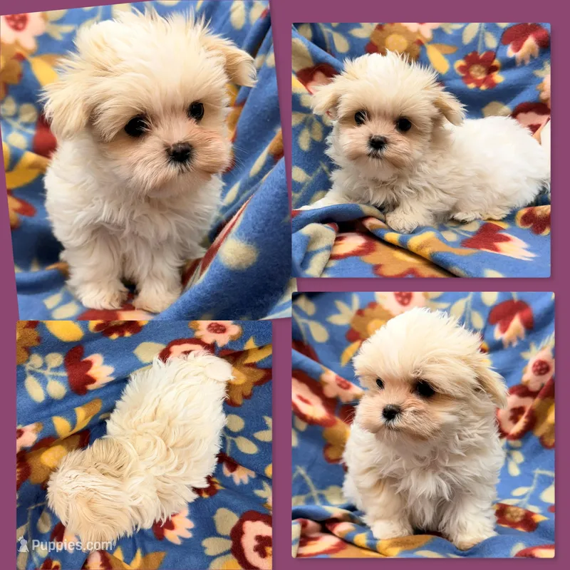 AKC Moria's Female #2 – Mal Shi puppy for sale in Xenia, IL