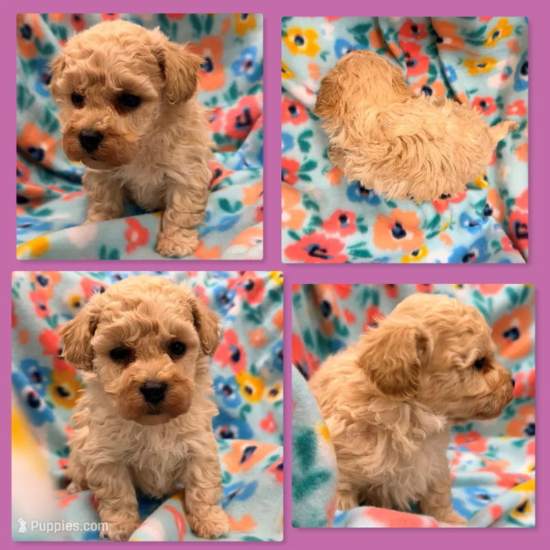 AKC Echo's Female #2