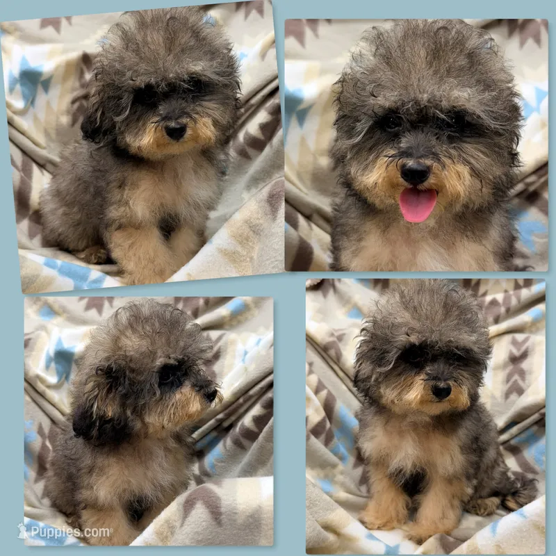 AKC Zelda's TCUP Male #1 – Poodle - Toy  puppy for sale in Xenia, IL