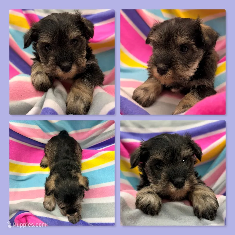 AKC Margaret's Female #1