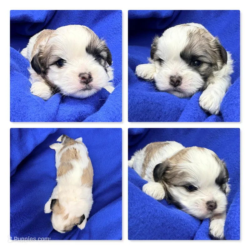 AKC Mauve's Male #1 – Shichon puppy for sale in Xenia, IL