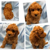 AKC Maya's Male #1, a male Poodle - Toy  for sale in Xenia, IL – 1 of 1
