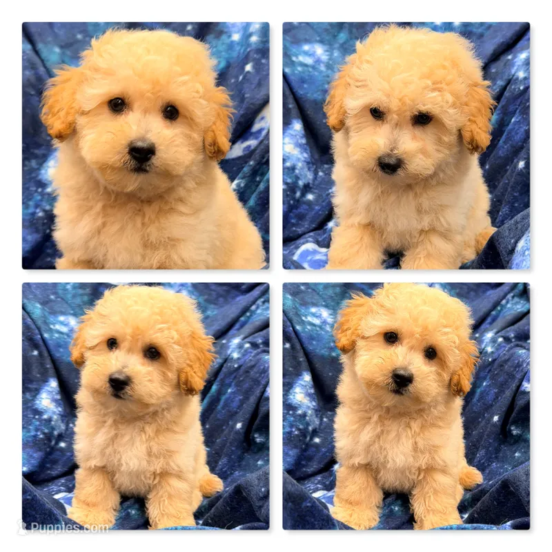 AKC Thalia's Male #1 – Bichpoo puppy for sale in Xenia, IL