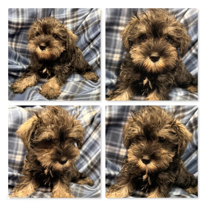 AKC Margaret's Male #3 – Miniature Schnauzer puppy for sale in Xenia, IL