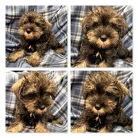 AKC Margaret's Male #3, a male Miniature Schnauzer for sale in Xenia, IL – 1 of 1