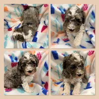 AKC Millie's Female, a female Poodle - Miniature  for sale in Xenia, IL – Photo 2 of 2