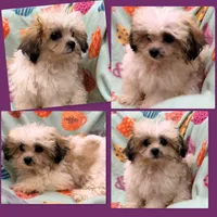 AKC Adi's Tiny Female #1, a female Shichon for sale in Xenia, IL – 1 of 1