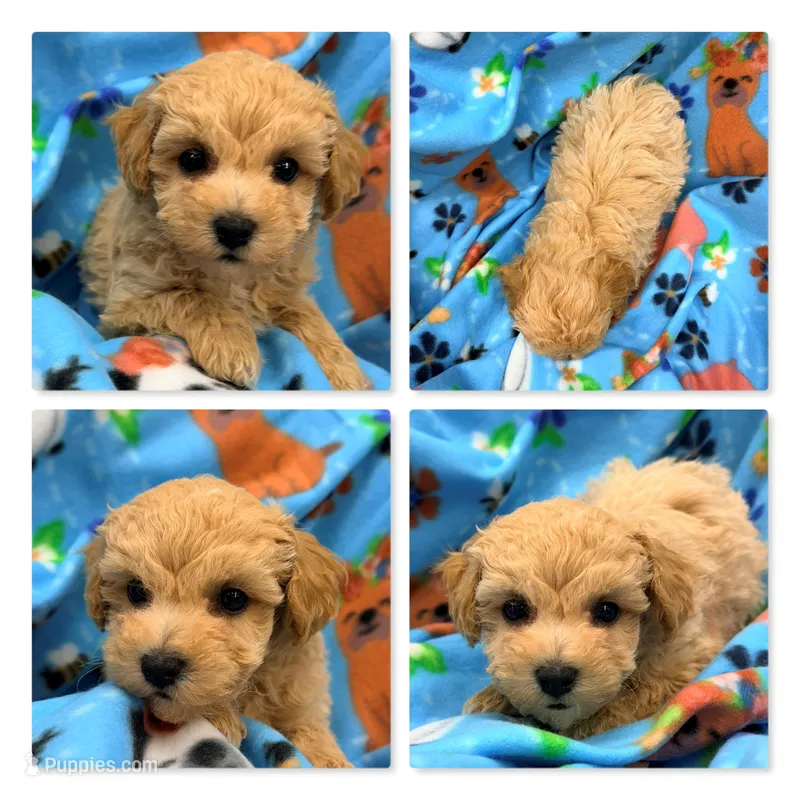 AKC Zoey's Male – Bichpoo puppy for sale in Xenia, IL