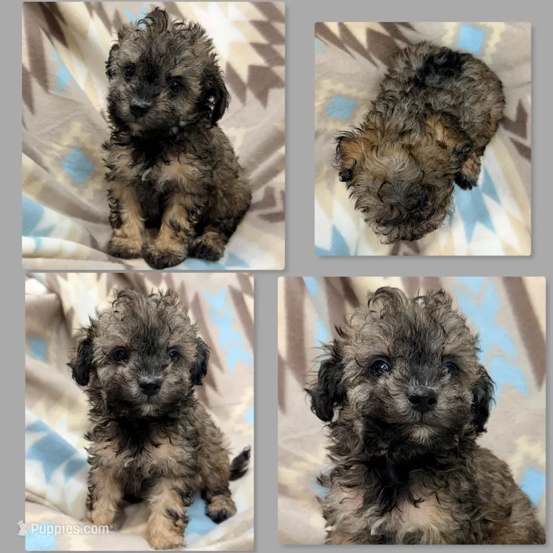 AKC Zelda's Male #3 – Poodle - Toy  puppy for sale in Xenia, IL