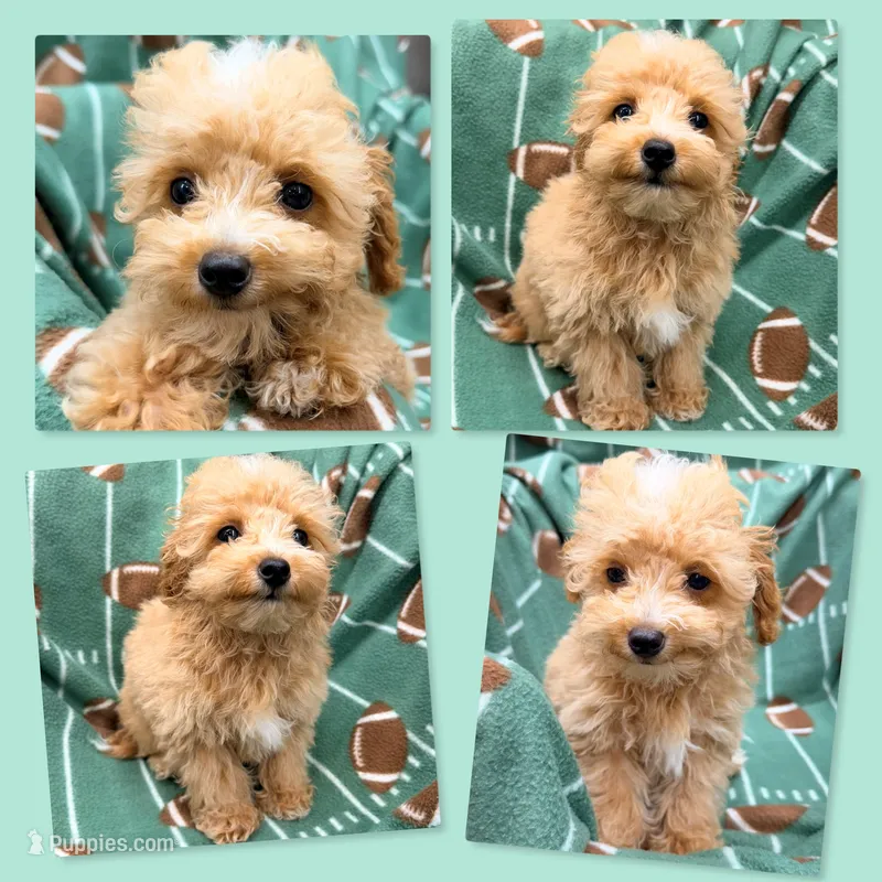 AKC Zelda's TINY Male #2 – Poodle - Toy  puppy for sale in Xenia, IL