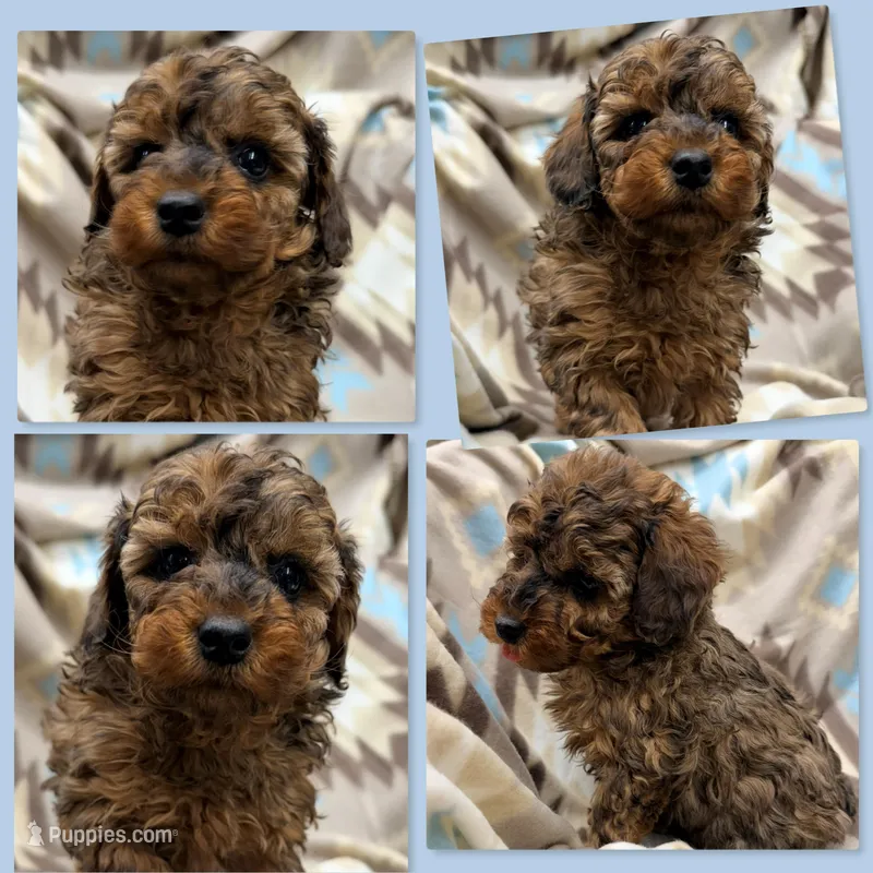 AKC Cinni's Merle Male #2