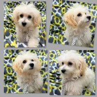 AKC Vickie's Male #2, a male Maltipoo for sale in Xenia, IL – 1 of 1