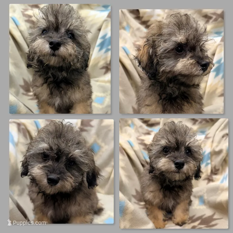 AKC Zelda's TCUP Male #3 – Poodle - Toy  puppy for sale in Xenia, IL