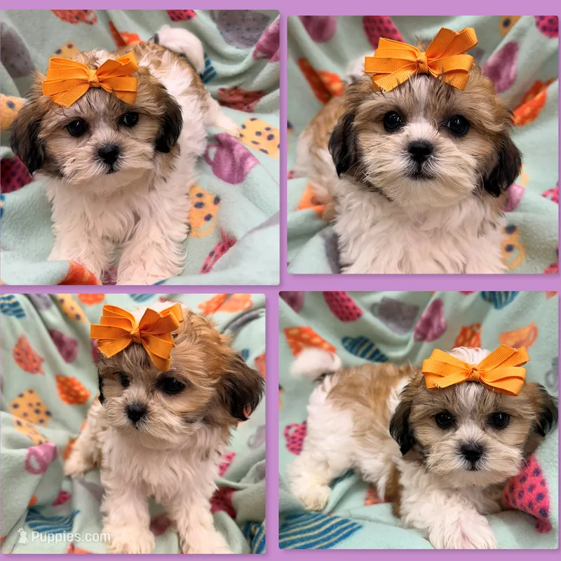 AKC Lilala's Female #2 – Shichon puppy for sale in Xenia, IL