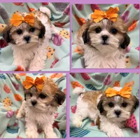 AKC Lilala's Female #2, a male Shichon for sale in Xenia, IL – 1 of 1