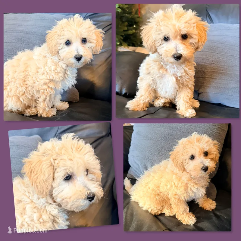 AKC Patience's Female – Bichpoo puppy for sale in Xenia, IL