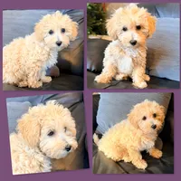 AKC Patience's Female, a female Bichpoo for sale in Xenia, IL – 1 of 1