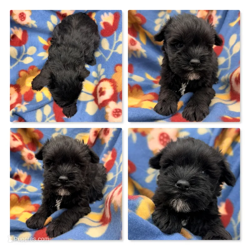 AKC Rina's Female #3