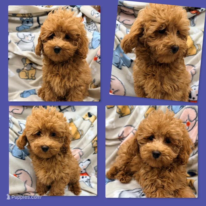 AKC Maya's Male #3 – Poodle - Toy  puppy for sale in Xenia, IL