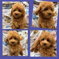 AKC Maya's Male #3, a male Poodle - Toy  for sale in Xenia, IL – 1 of 1