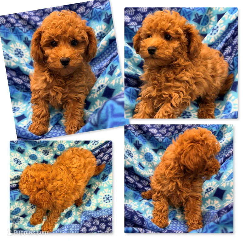 AKC Maya's Male #4 – Poodle - Toy  puppy for sale in Xenia, IL