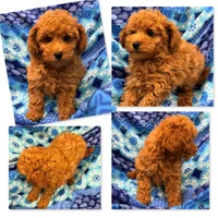 AKC Maya's Male #4, a male Poodle - Toy  for sale in Xenia, IL – 1 of 1