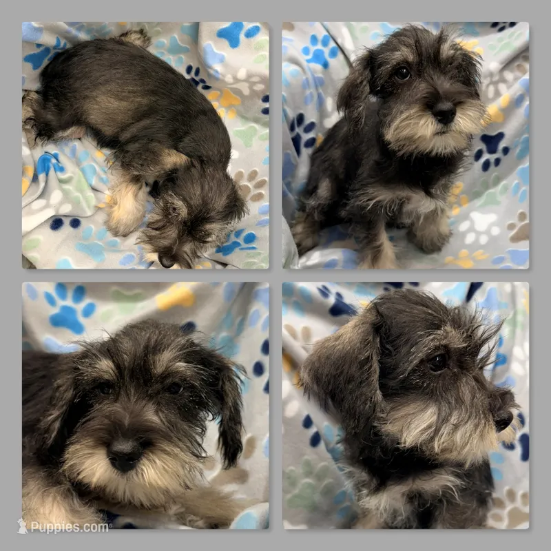 AKC Lilac's Male #1 – Miniature Schnauzer puppy for sale in Xenia, IL