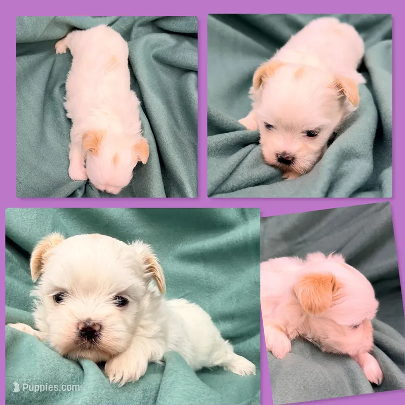 AKC Moria's Female #3 – Mal Shi puppy for sale in Xenia, IL