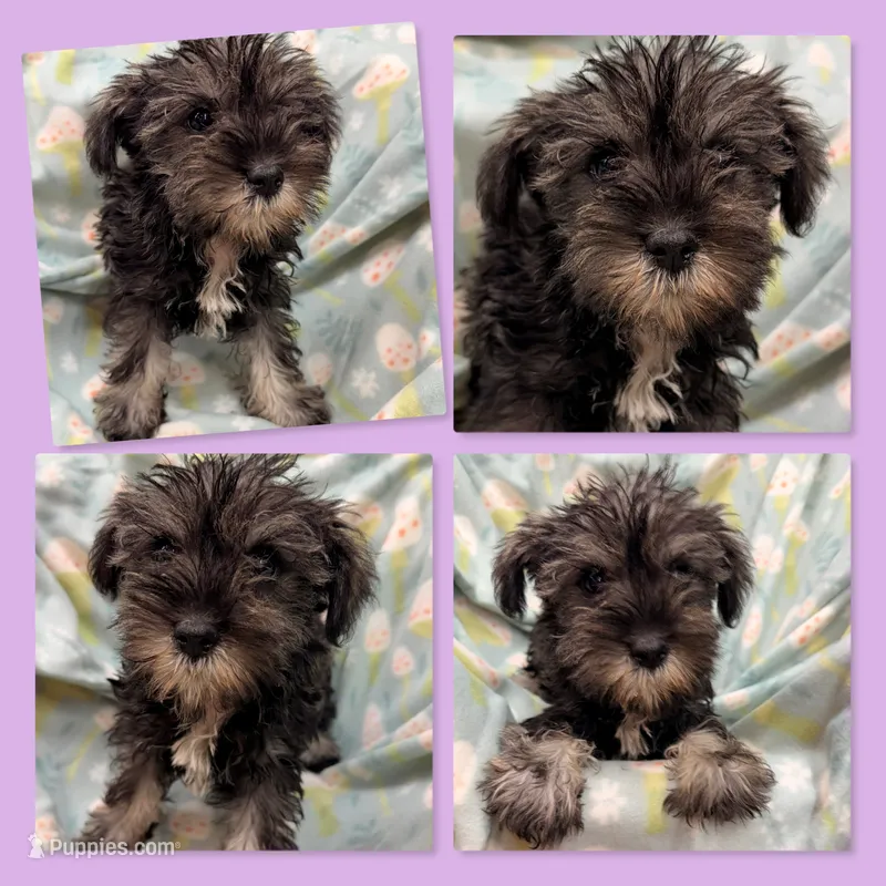 AKC Margaret's Female – Miniature Schnauzer puppy for sale in Xenia, IL