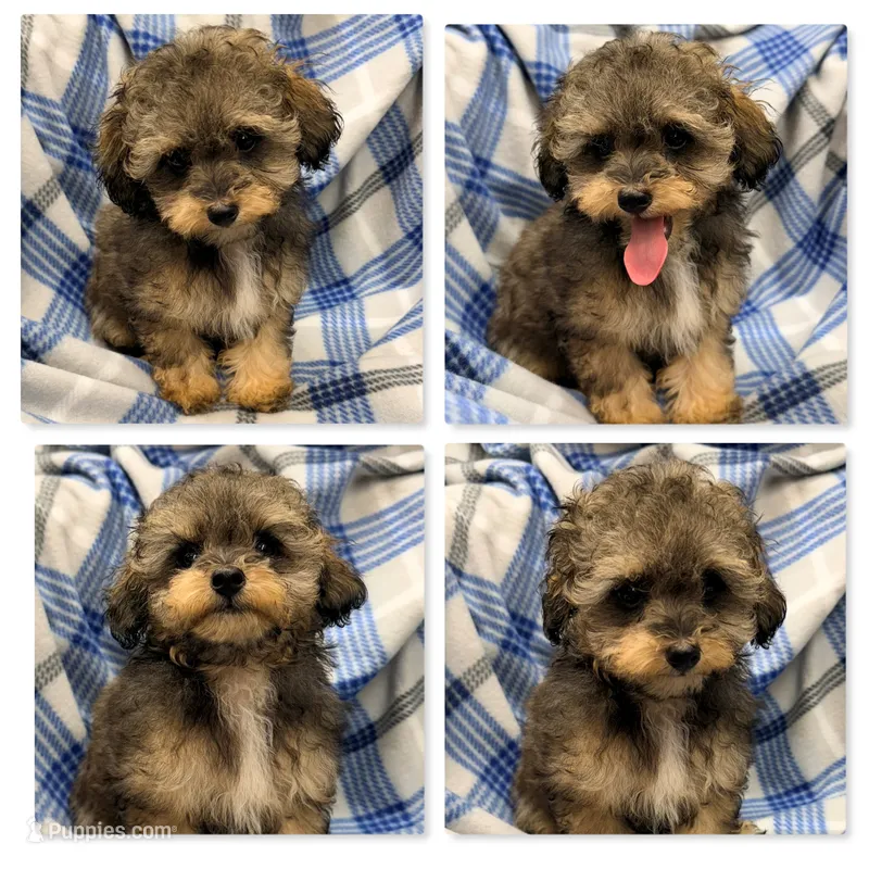 AKC Zelda's TCUP Male #1 – Poodle - Toy  puppy for sale in Xenia, IL