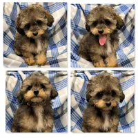 AKC Zelda's TCUP Male #1, a male Poodle - Toy  for sale in Xenia, IL – 1 of 1