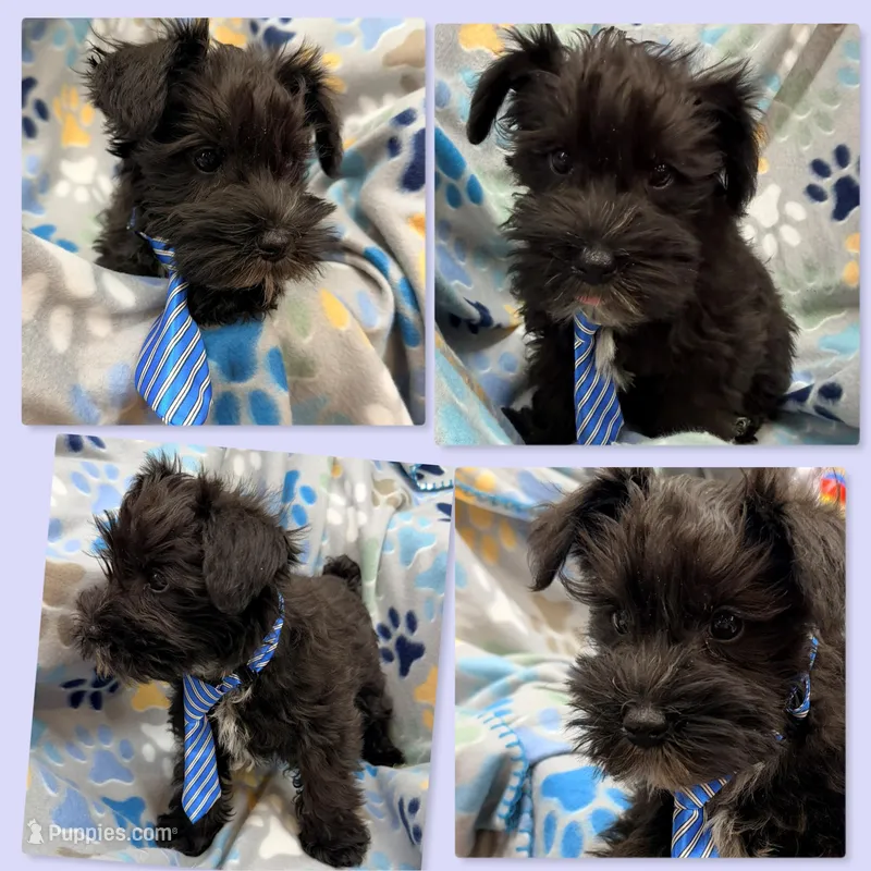 AKC Margaret's Male #3 – Miniature Schnauzer puppy for sale in Xenia, IL