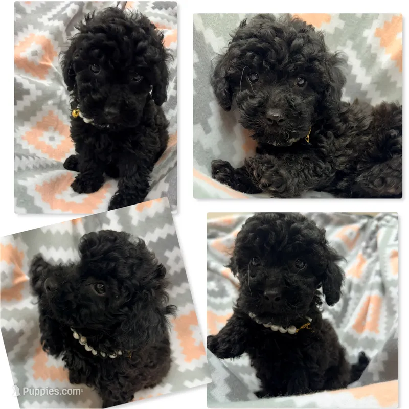 AKC Tiddle's Female – Poodle - Toy  puppy for sale in Xenia, IL