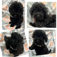 AKC Tiddle's Female, a female Poodle - Toy  for sale in Xenia, IL – 1 of 1