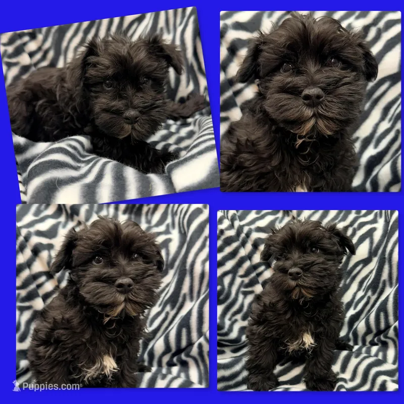 AKC Margaret's Male #2, a male Miniature Schnauzer for sale in Xenia, IL – Photo 1 of 1