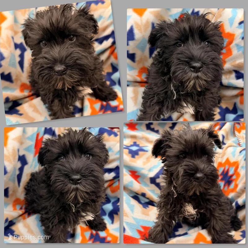AKC Margaret's Male #2 – Miniature Schnauzer puppy for sale in Xenia, IL