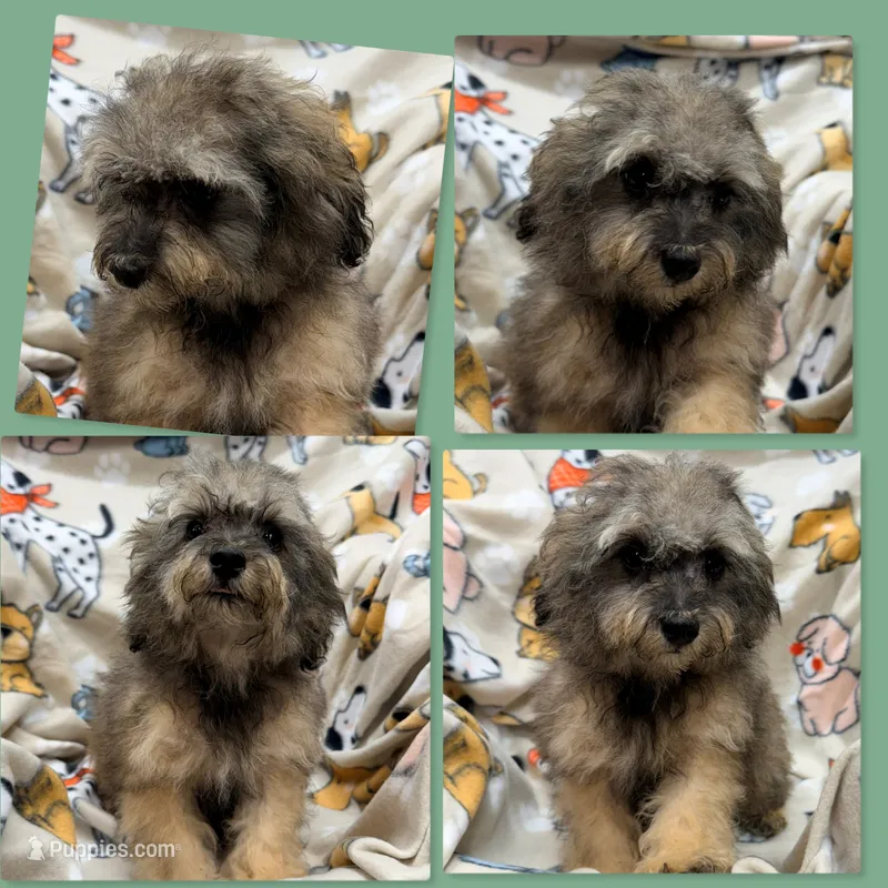 AKC Zelda's TCUP Male #3 – Poodle - Toy  puppy for sale in Xenia, IL