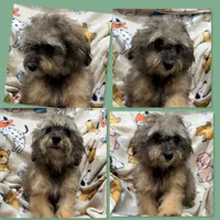 AKC Zelda's TCUP Male #3, a male Poodle - Toy  for sale in Xenia, IL – 1 of 1