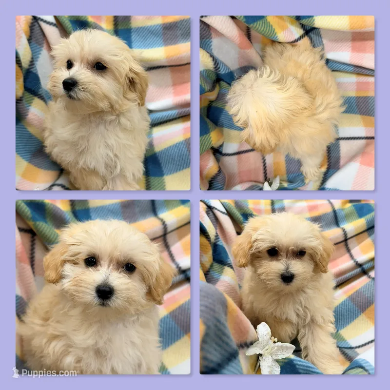 AKC Vickie's Female #2 – Maltipoo puppy for sale in Xenia, IL
