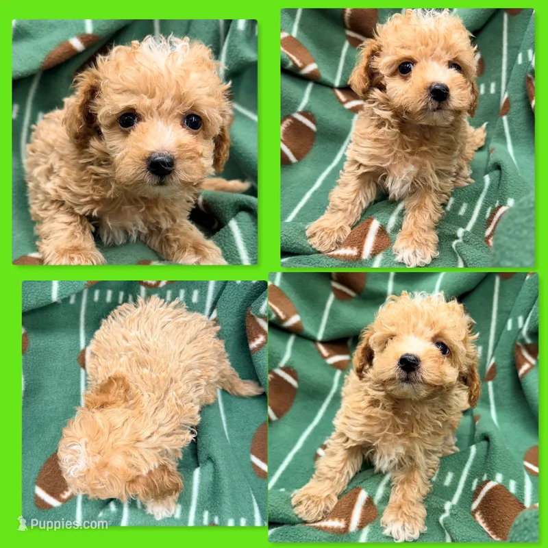 AKC Zelda's Male #2 – Poodle - Toy  puppy for sale in Xenia, IL