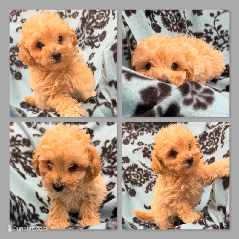 AKC Zara's Male – Poodle - Toy  puppy for sale in Xenia, IL