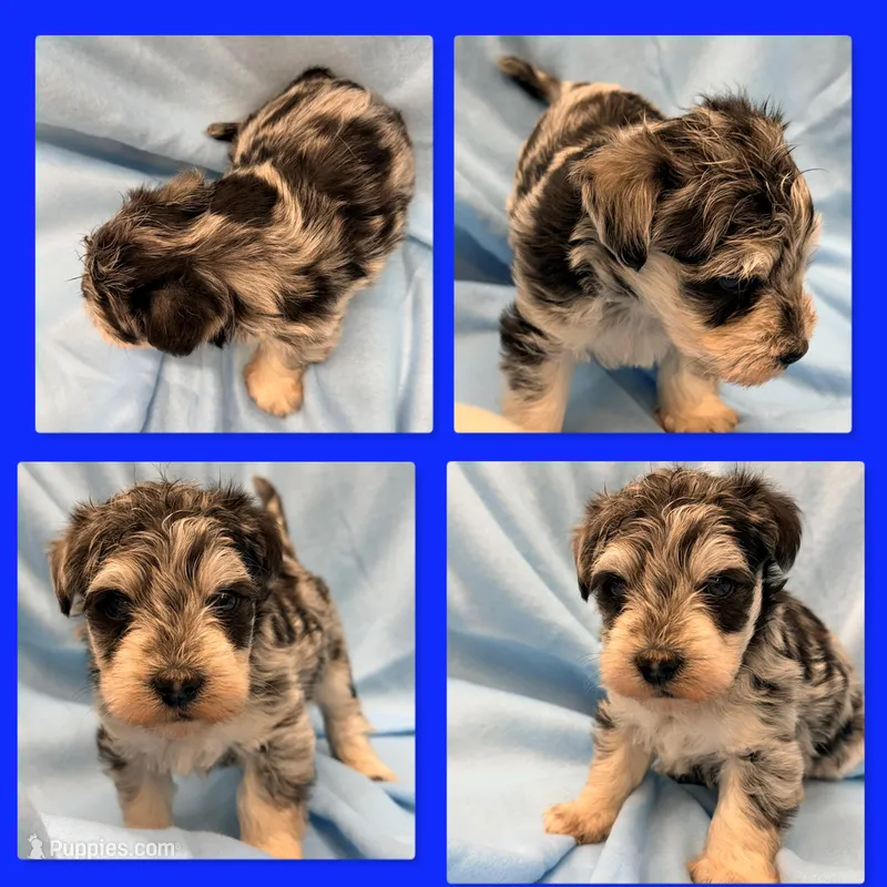 AKC Gabriella's Tri Blue Male – Schnoodle puppy for sale in Xenia, IL